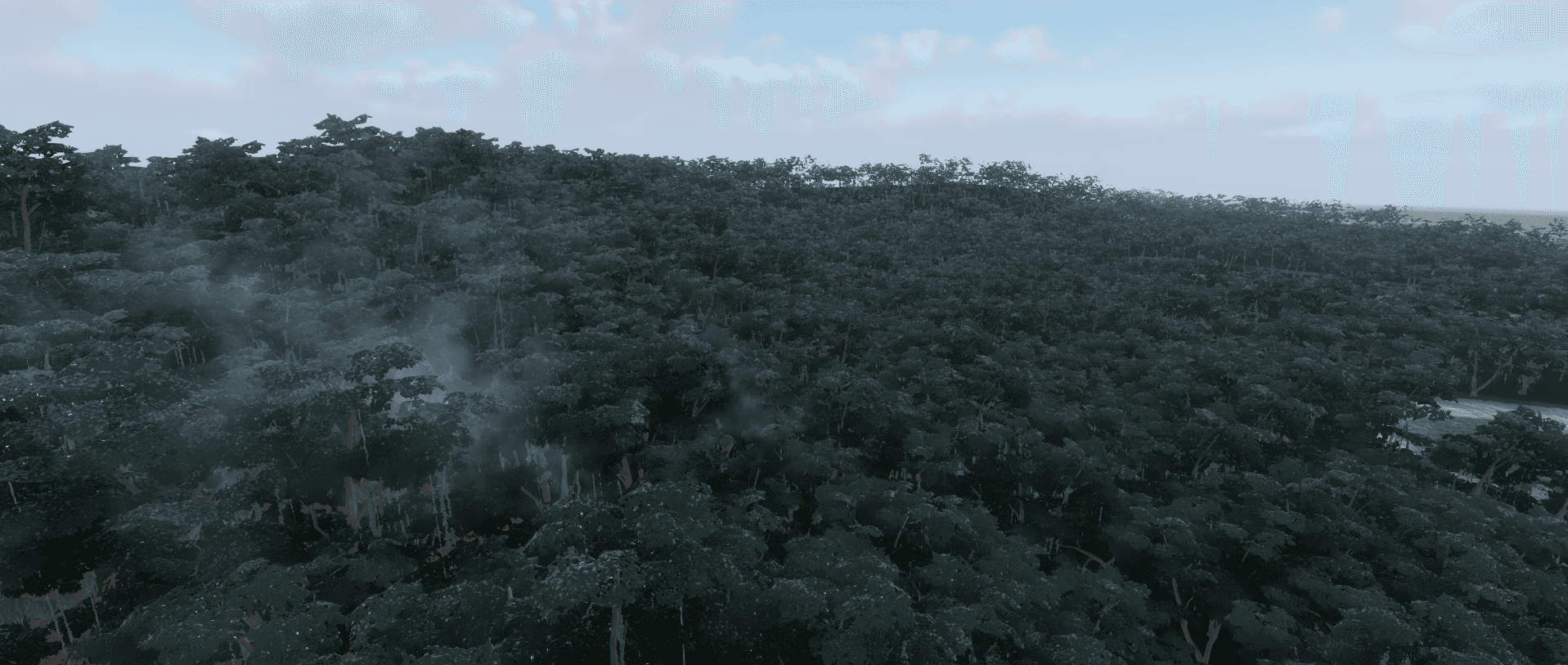 Dense jungle canopy